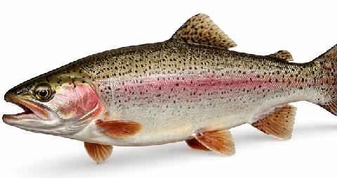 उत्तराखंड की ट्राउट मछली के निर्यात पर संकट, दुबई भेजने की योजना अटकी..