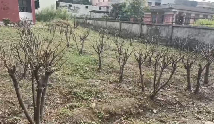 उत्तराखंड में रेशम उद्योग को मिलेगी नई पहचान, V-1 वैरायटी से किसानों को होगा बड़ा फायदा..