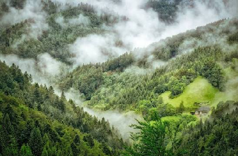 बिना मोबाइल नेटवर्क के भी जंगल की निगरानी..