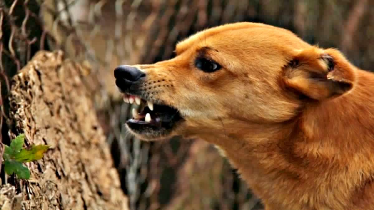 डोईवाला में आवारा कुत्तों का आतंक, बाड़े में घुसकर भेड़-बकरियों पर किया हमला…..